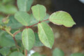 image shows the five leaflets that go to make up the standard leaf of the climbing rose